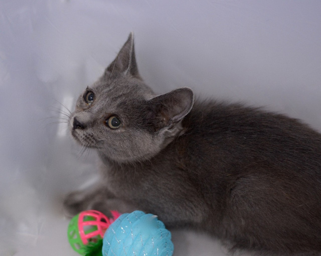 Kittens need homes! 15 adorable fluffballs that need homes now