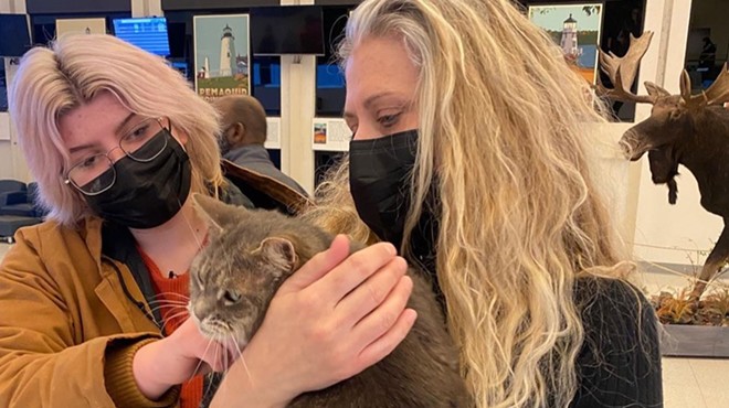 A gray tabby cat reunites with her family almost seven years after being found in Florida, about 1,500 miles away from her home in Maine.