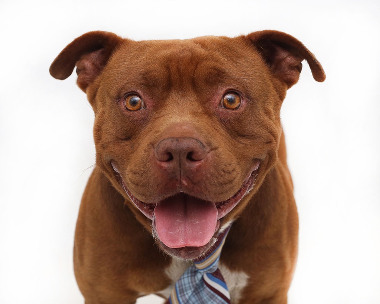 Looking for love? Try one of these 40 adorable adoptable from Orange County Animal Services