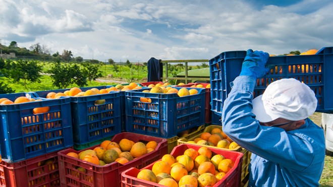 Major Florida citrus grower says crop harvest decreased by more than 50 percent this season