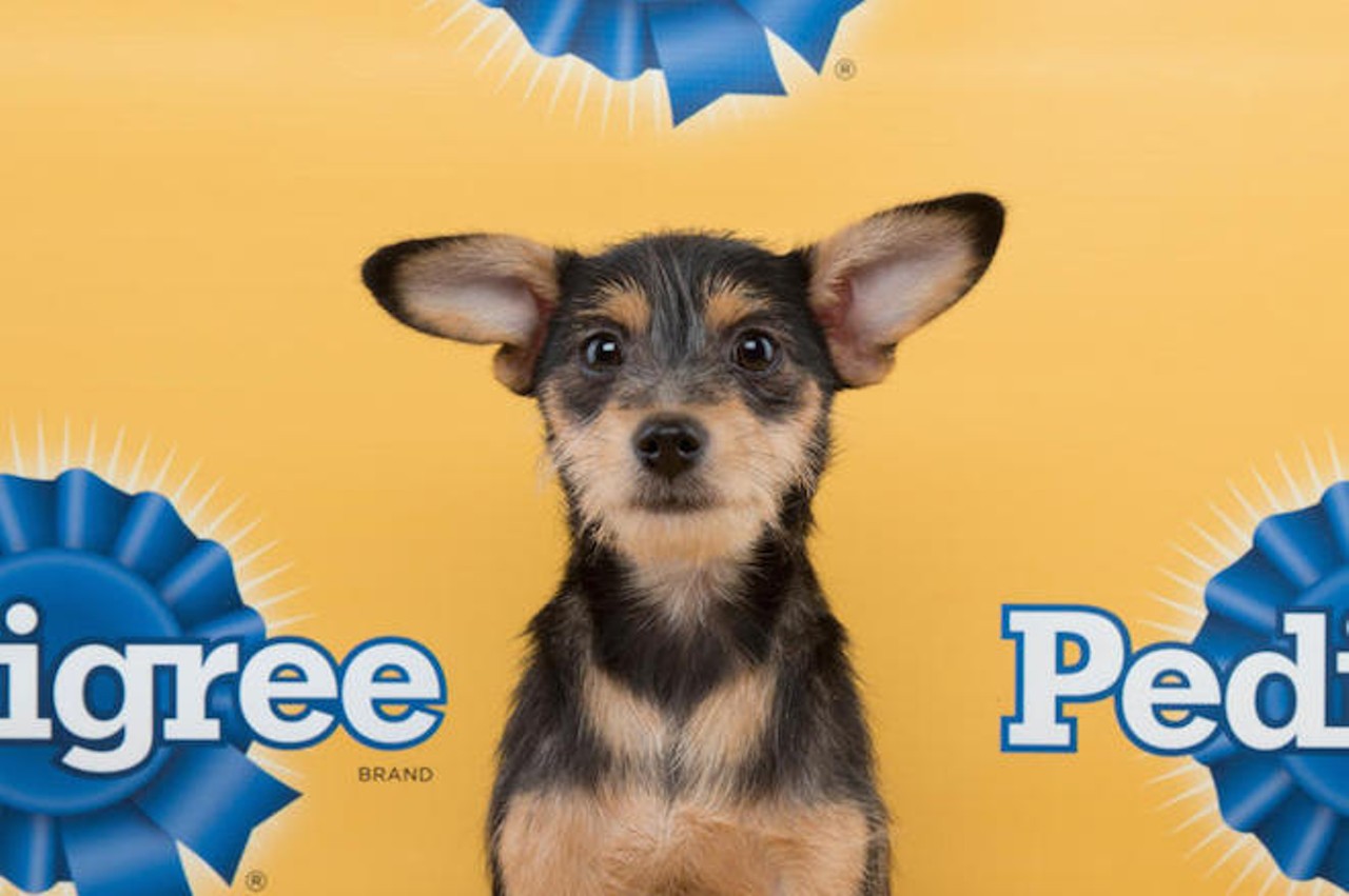 Pudge, 16-week-old chihuahua mix, starting lineup