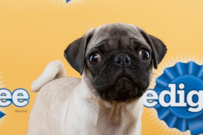 Penelope the pug is one of the Florida Little Dog Rescue pups selected for Puppy Bowl XI. - Animal Planet