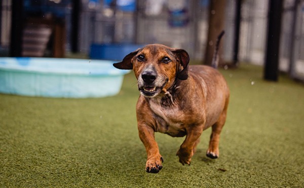 Adoptable dog Mister William is a chunky 7-year-old with a big personality