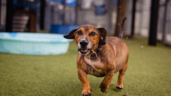 Adoptable dog Mister William is a chunky 7-year-old with a big personality