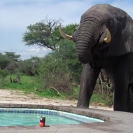 Happy Monday. Check out this video of an elephant crashing a pool party.