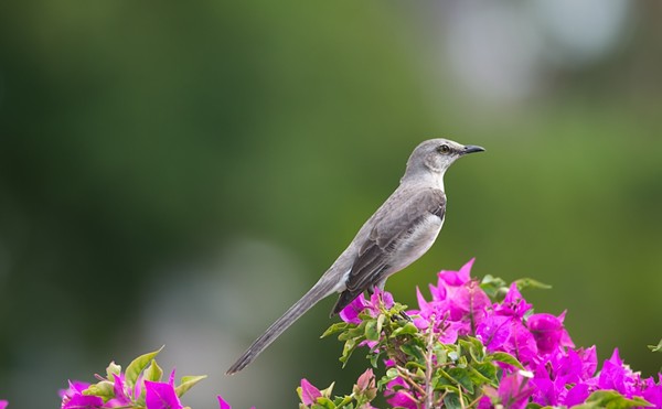 Florida official pushes new state bird, wants to drop mockingbird
