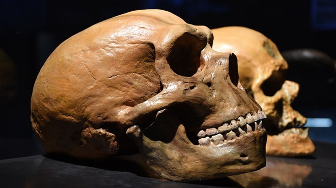 Ancient Neandertal skull vs. modern skull