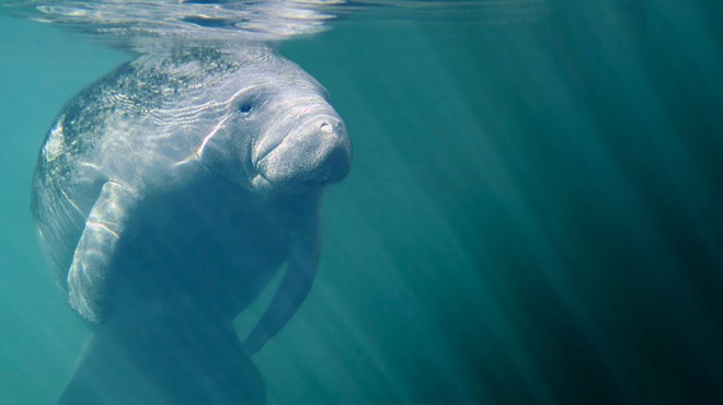 Environmentalist groups file lawsuit against EPA over record manatee deaths