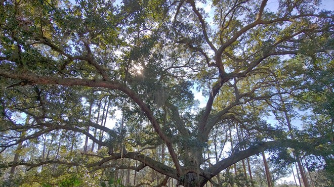 Split Oak Forest Wildlife and Environmental Area