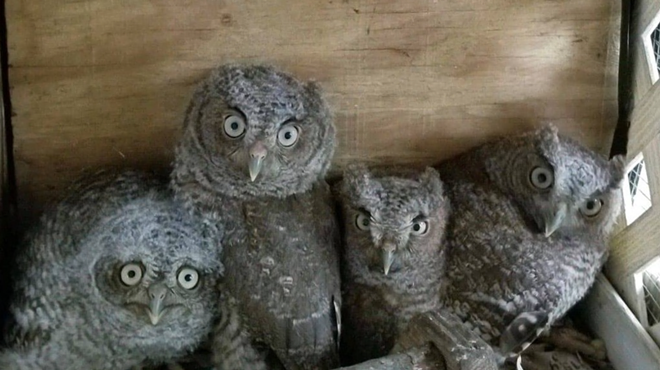 The Audubon Center for Birds of Prey hosts Baby Owl Shower