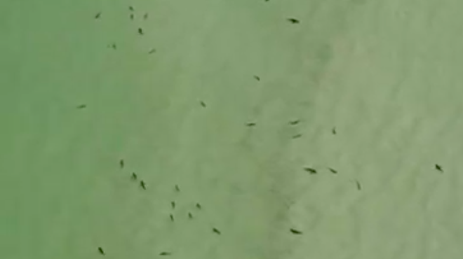 Pasco County Sheriff's Office posts video of sharks to scare Floridians away from last free thing