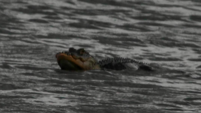 Florida alligator with chunk of jaw missing is 'doing alright'