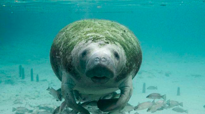 Federal wildlife officials agree to habitat protections for manatees in Florida