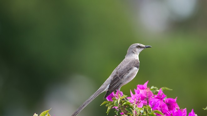 Florida official pushes new state bird, wants to drop mockingbird