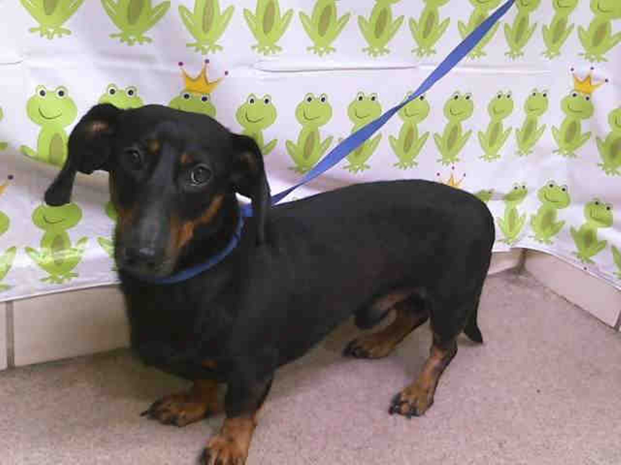This dachshund didn't have a name, but his shelter ID is A266176