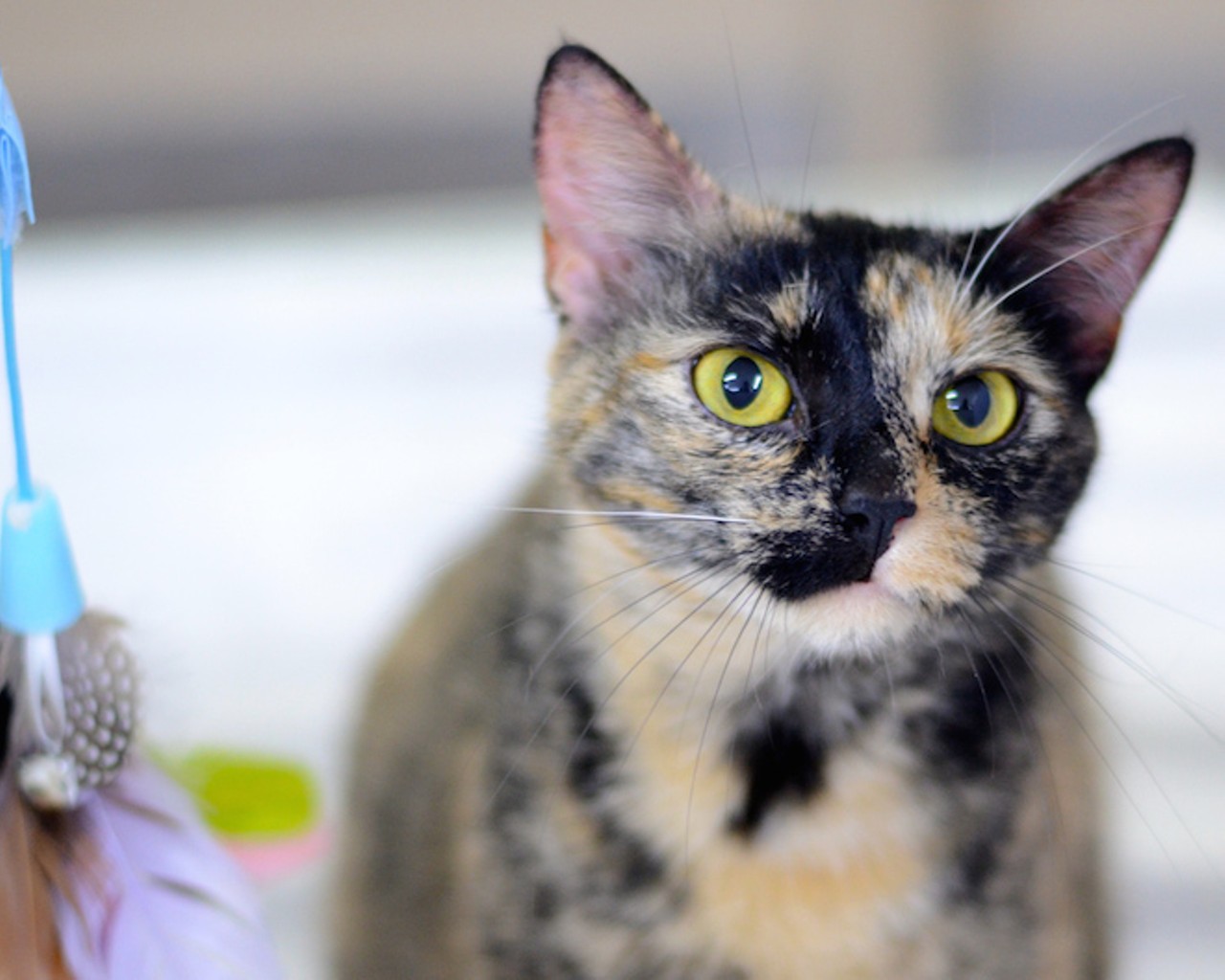 Opt to adopt: 12 photos of kitties up for adoption at Orange County Animal Services