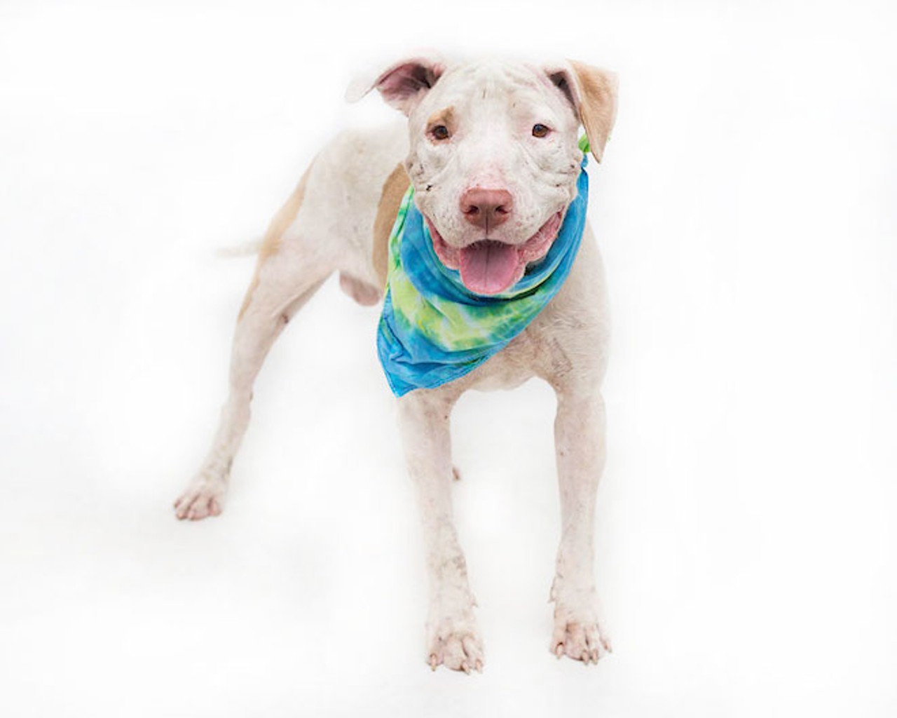 Opt to adopt: 20 sweet pups looking for homes at OCAS