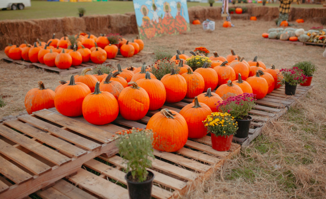 Amber Brooke Farms Fall Festival
36111 County Road 44A, Eustis
Weekends Sept. 21 to Nov. 3
Amber Brooke Farms hosts their largest festival of the year during the fall season. Guests can enjoy the pumpkin patch, petting zoo, live music and family-friendly farm activities on weekends from 10 a.m. to 5 p.m.