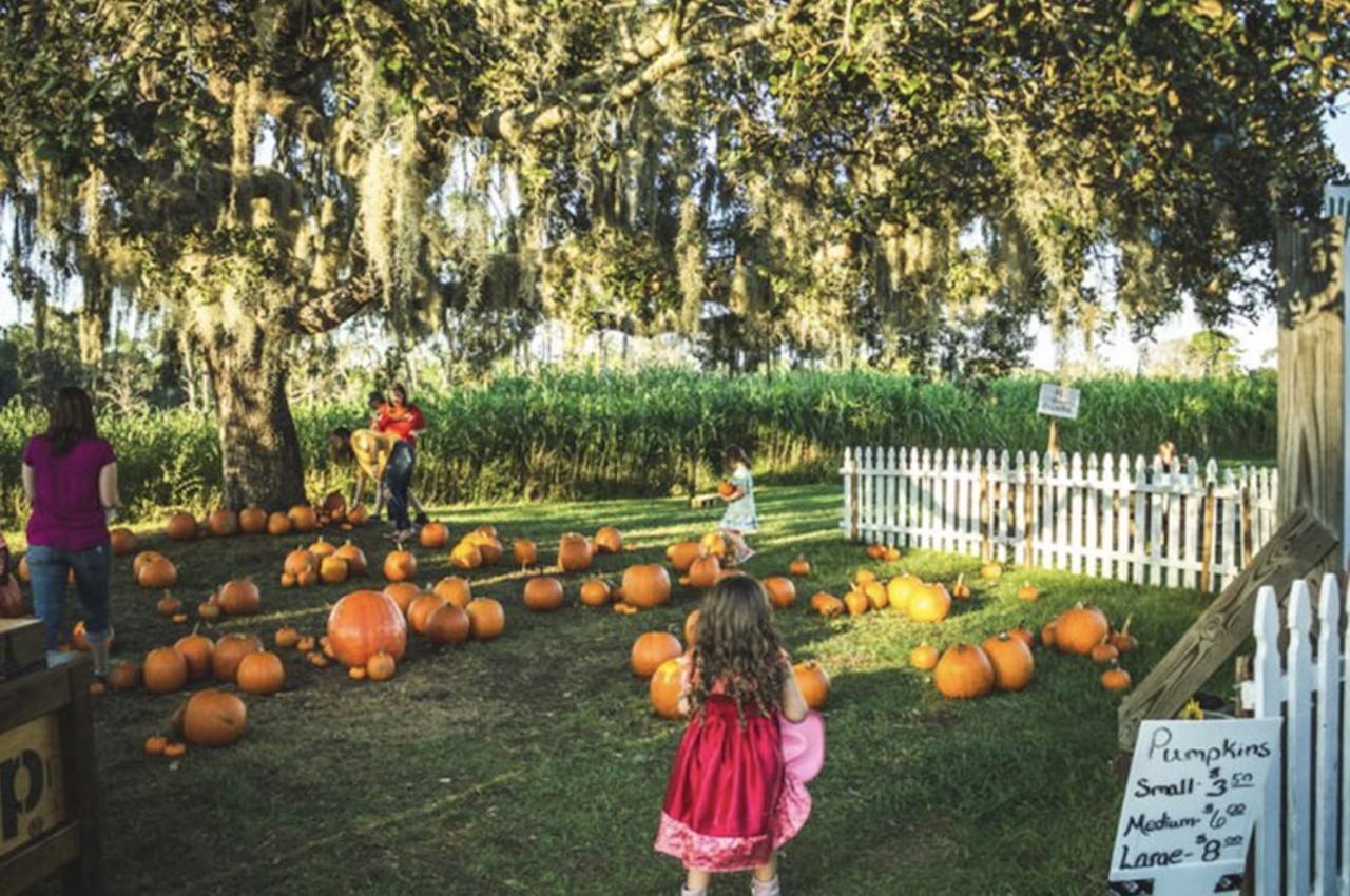 Harvest Holler Corn Maze and Pumpkin Patch
950 Tavares Road, Polk City
Daily starting Sept. 20
The Harvest Holler Corn Maze offers fall activities like a massive corn maze, pumpkin patch and country store. The event takes place on a working farm, so guests will get the chance to see and interact with plenty of farm animals and fall-themed activities.