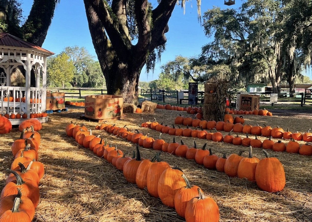 Painted Oaks Academy
15100 Lake Pickett Road, Orlando
Daily Oct. 5 to 31
Painted Oaks Academy is set to host its annual pumpkin patch festival Oct. 5 to 31 daily. Guests can enjoy live entertainment, local food vendors, and pony and hay rides after picking out the perfect pumpkin.