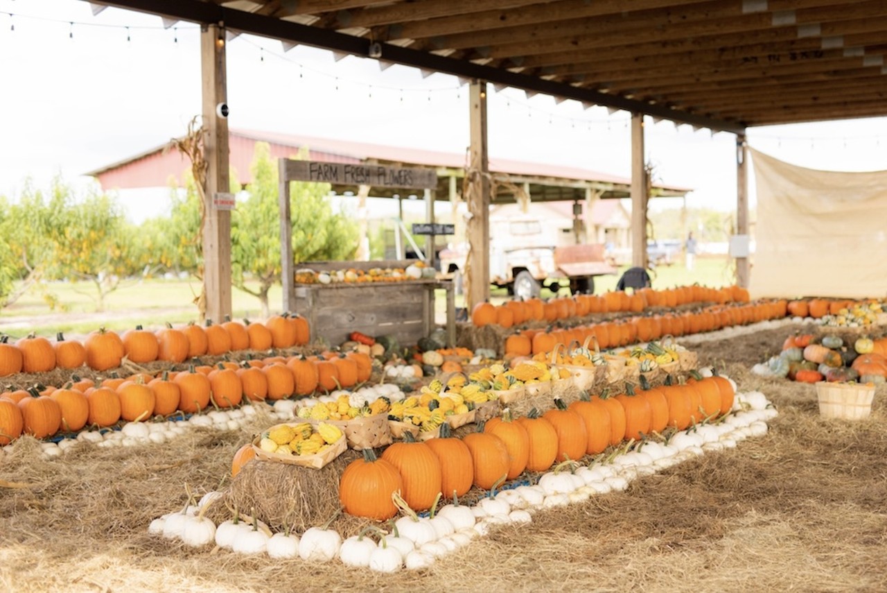 Fall Festival at Southern Hill Farms
16651 Schofield Road, Clermont
Thursdays through Sundays, Sept. 28 to Nov. 17
Southern Hill Farms, located in Clermont, is gearing up for its eighth annual Fall Festival, complete with a pumpkin patch, live entertainment and more. Guests can pick out a pumpkin, get lost in the 5-acre corn maze and enjoy the fall-themed food and local food trucks. Ticket purchase is required for admission.