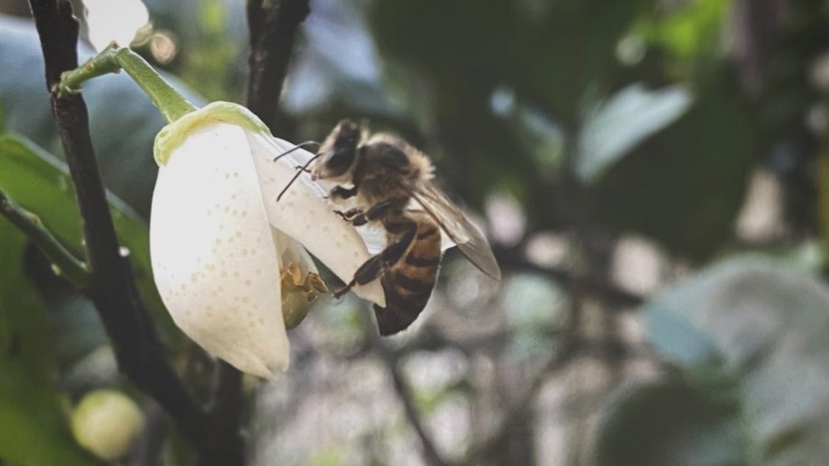 A bear destroyed hives at Orlando-based Petal Honey Co.