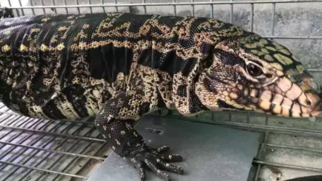 Orlando man finds invasive tegu lizard in his backyard