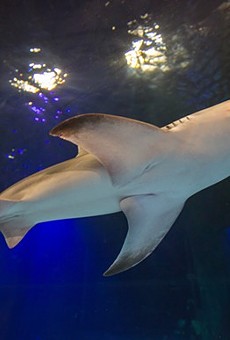 Photos: New sharks arrive at Sea Life Orlando aquarium