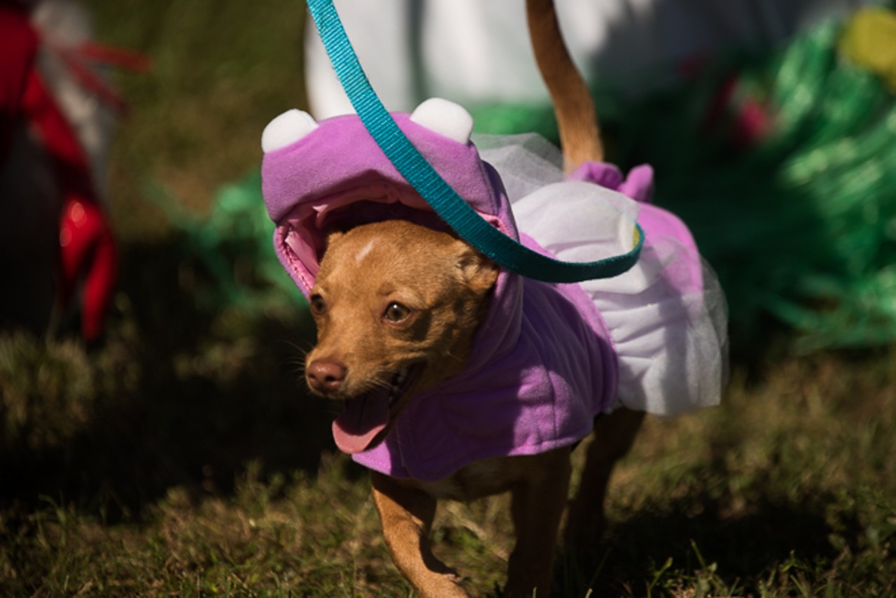 Photos of Halloweenie dogs at the 4th annual Wienerfest