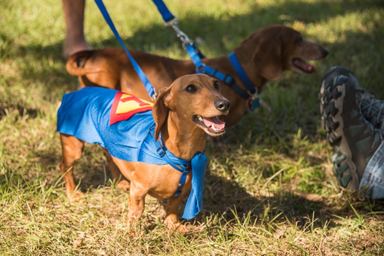 Photos of Halloweenie dogs at the 4th annual Wienerfest
