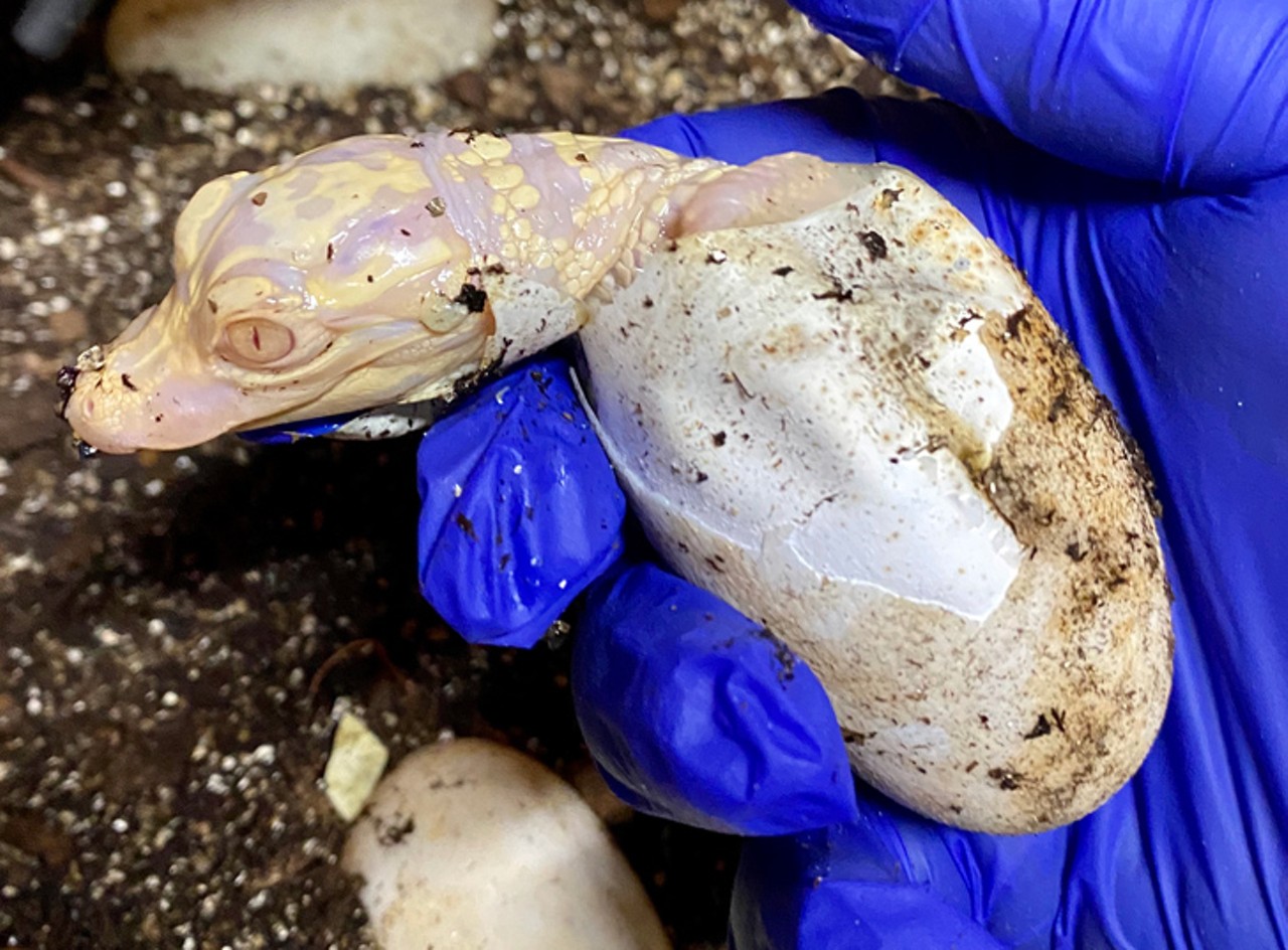 Photos of newly hatched albino alligators in Osceola County