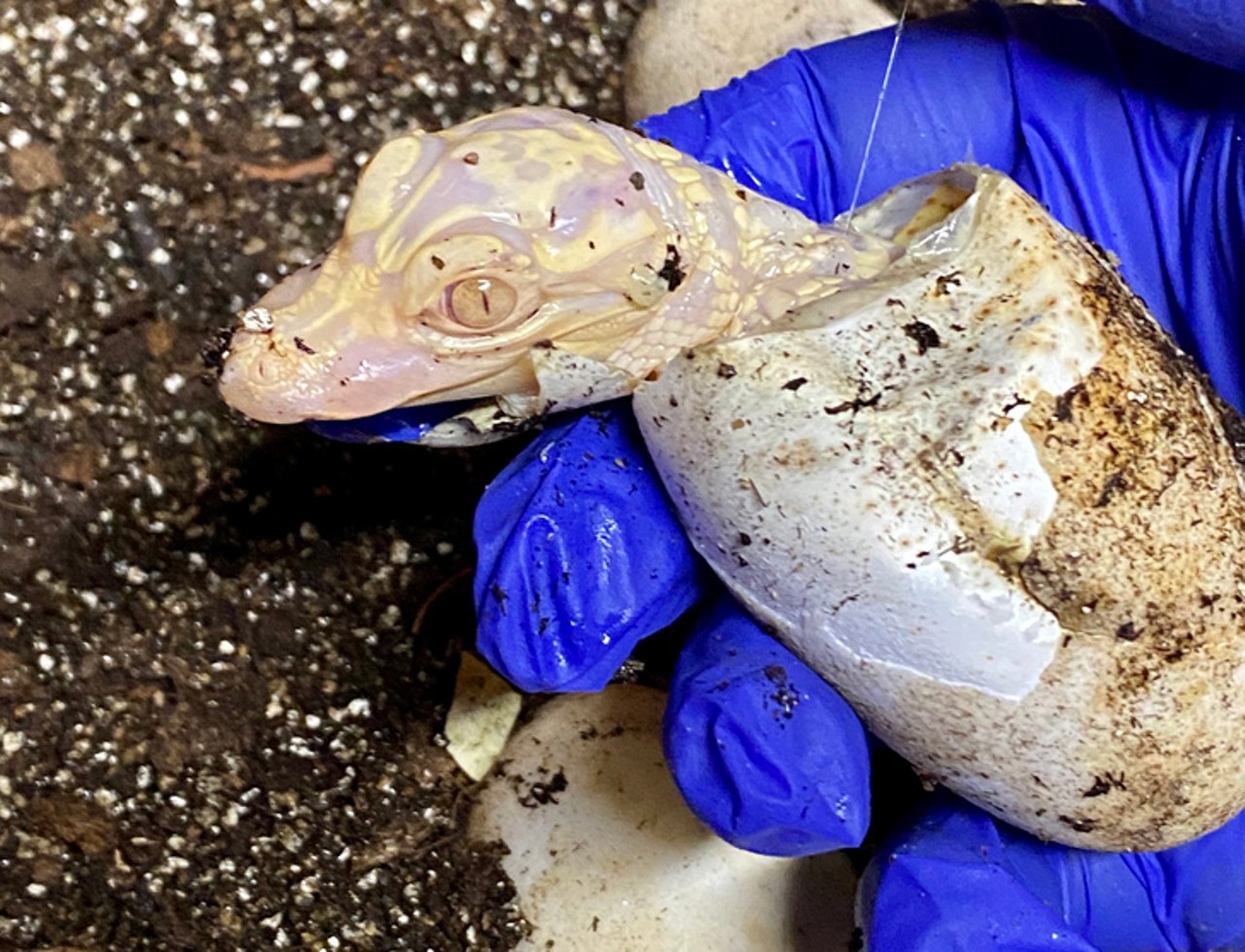 Photos of newly hatched albino alligators in Osceola County