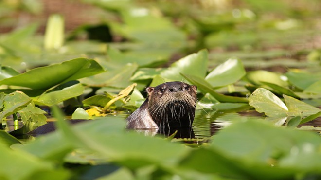 A river otter in the Okefenokee Swamp.