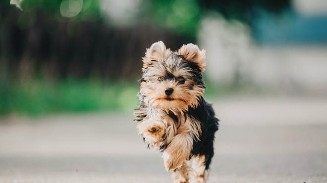 Valencia breeds Yorkshire Terrier puppies, like this one.