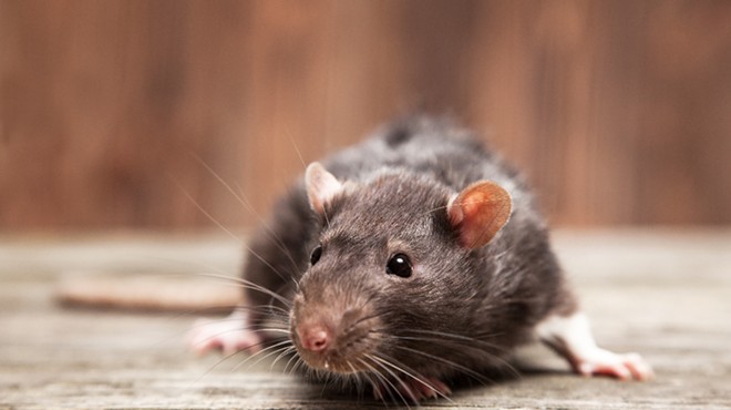 Rats off to Orlando: City is second most rodent-infested in Florida