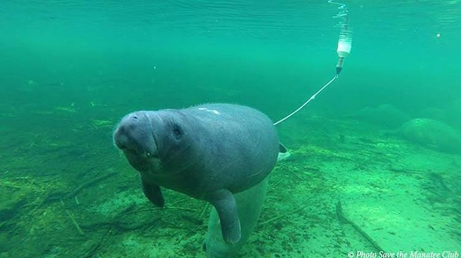 A manatee visitor taking in the sights of Blue Spring