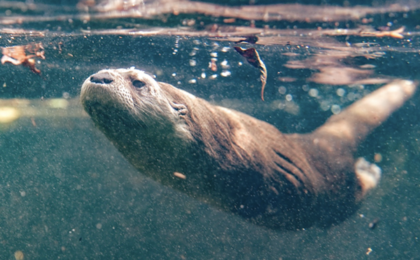 Come partake of a seafood boil to support the Central Florida Zoo's otter habitat