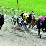 Senate passes bill requiring dog tracks to report injuries to racing greyhounds