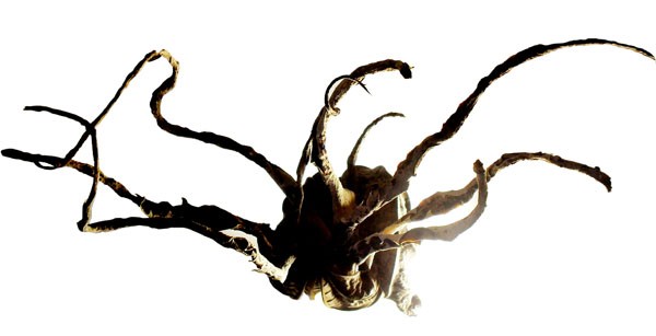 Shriveled Bits: A nautiloid is one of the creatures Rhodehamel created from dried pieces of organic detritus