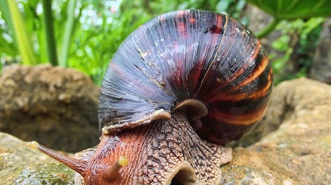 Miramar is under quarantine due to a Giant African Land Snail incursion