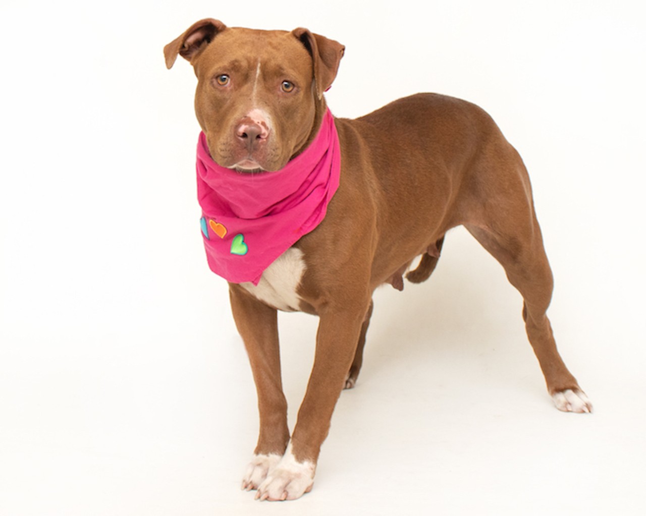 Spend your weekend with these adorable, adoptable Orange County dogs