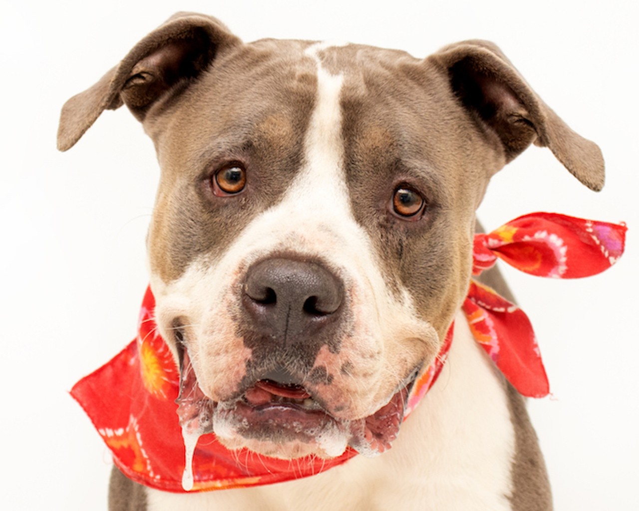 Spend your weekend with these adorable, adoptable Orange County dogs