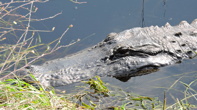 'Stings a little': Florida teen bitten by alligator near Winter Springs