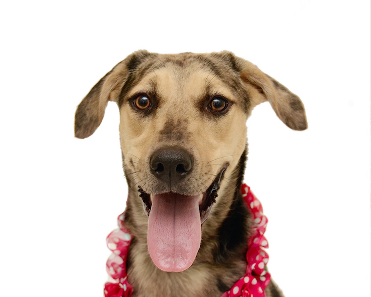 Sun's out, tongues out: 24 Orlando dogs you could adopt this weekend