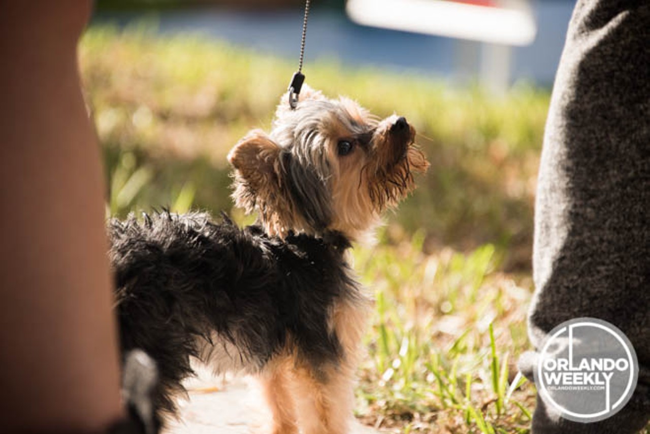 Sun's out, tongue's out: 40 photos of the dogs of Artlando 2015