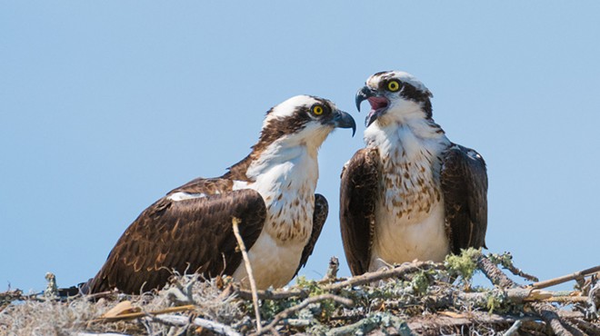 Ospreys are being considered as a replacement for Florida's state bird.