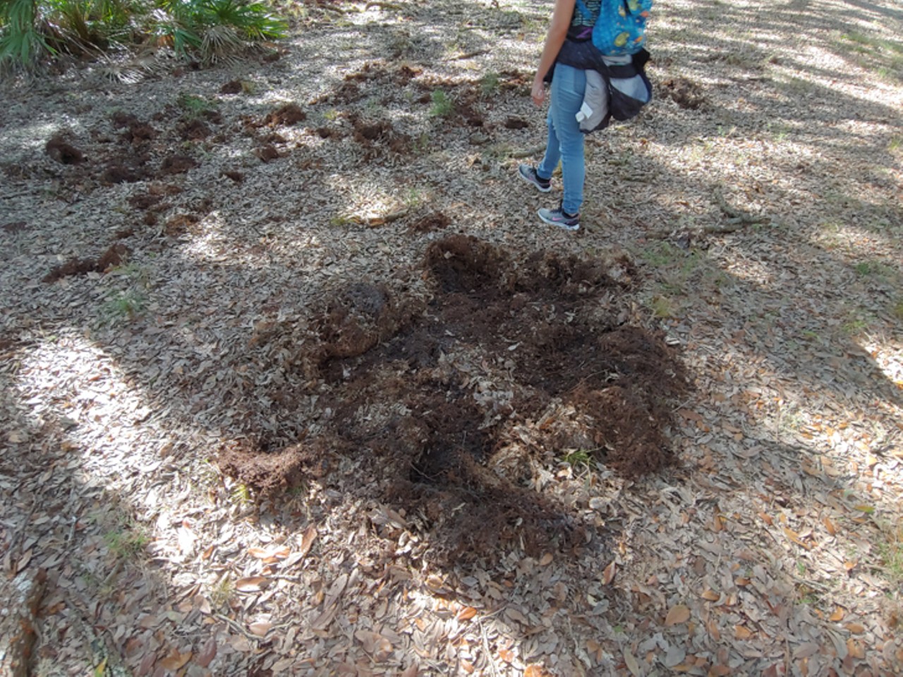 Feral hogs dig up patches of dirt and mud throughout the park.