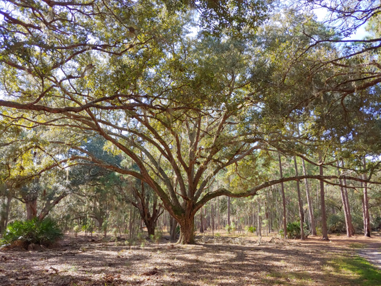 Take a look at Orange County's Split Oak Forest before it's destroyed by a new highway