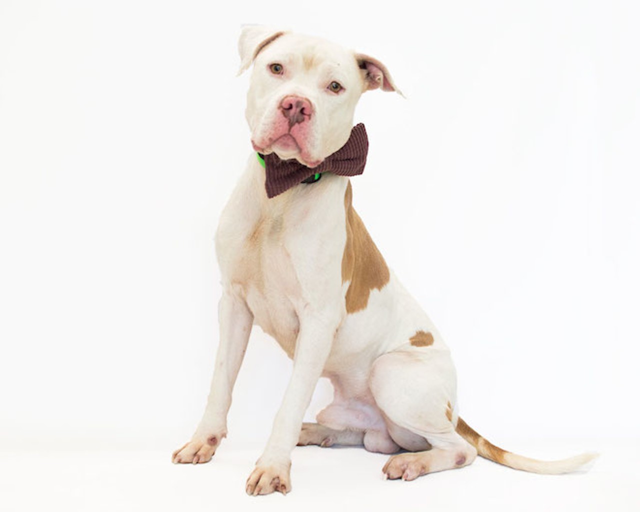 Take me home! 30 darling pups looking for homes at Orange County Animal Services