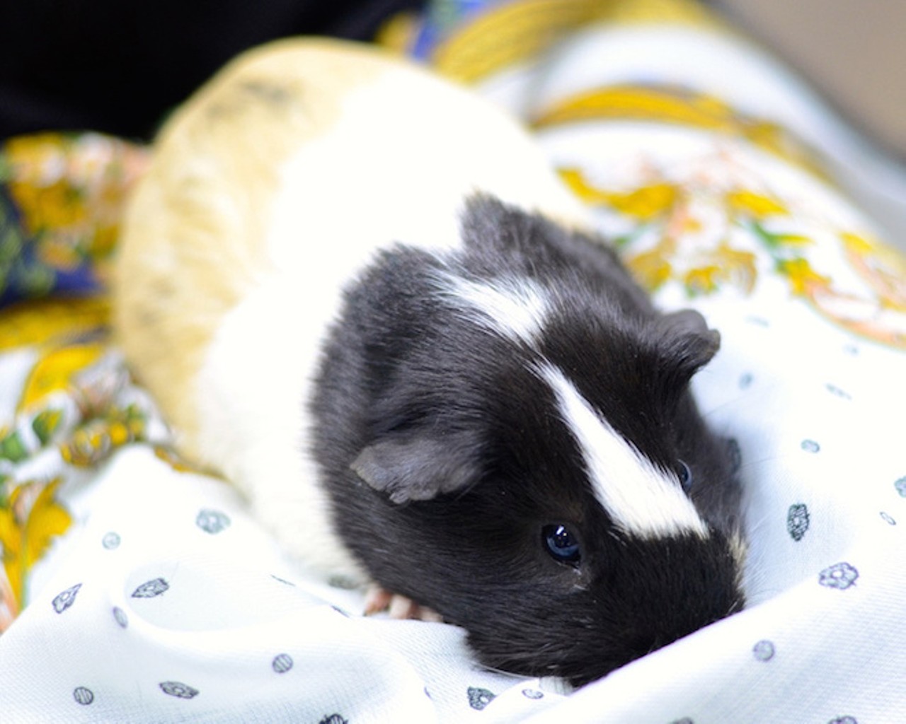 And a guinea pig, for good measure.